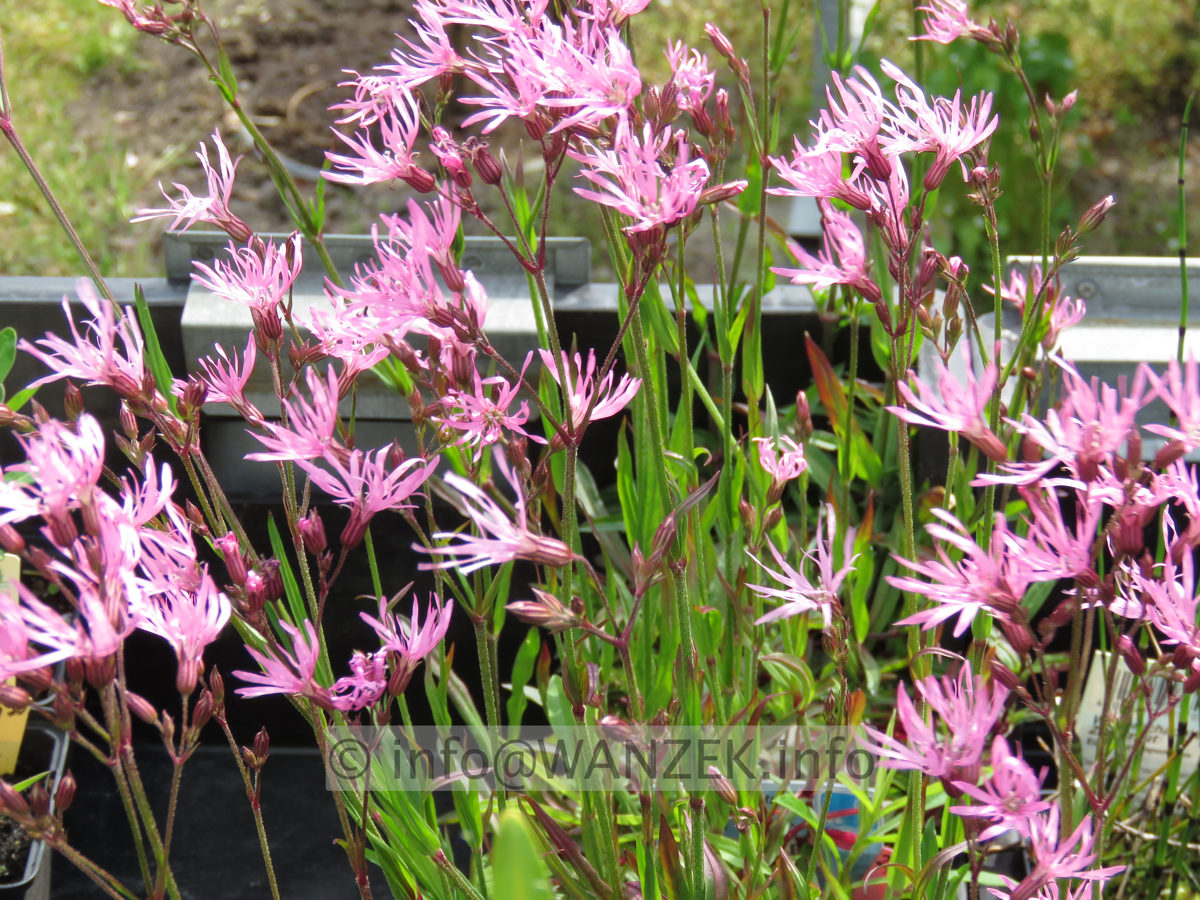 Lychnis flos-cuculi 01.JPG